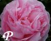 Paeonia lactifolia Pink Cotton candy