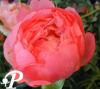Paeonia lactifolia Pink Hawaian