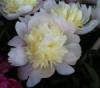 Paeonia lactifolia Primevere