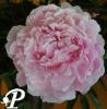 Paeonia lactifolia Reine Hortense