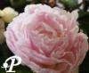 Paeonia lactifolia Sarah Bernard