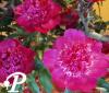 Paeonia lactifolia Sebastiaan Maas
