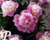 Paeonia lactifolia Sorbet