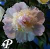 Paeonia lactifolia Top Brass