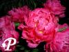 Paeonia lactifolia Victoire de la Marne