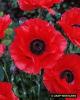 Papaver Orientalis Mandarin