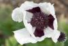 Papaver Orientalis Royal Wedding