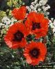 Papaver Orientalis Sunset
