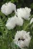 Papaver Orientalis White Ruffles