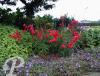 Penstemon Schoenholzerii ceri
