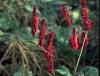 Persicaria Amplexicaulis Inverleith