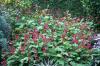 Persicaria Amplexicaulis Taurus