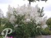 Persicaria Polymorpha Polygonum