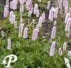 Persicaria bistorba