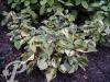 Persicaria filiformis Painters Pallet