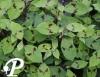 Persicaria fill variegata