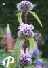 Phlomis Amazonia