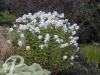 Phlox paniculata Fujiyama