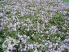 Phlox stolonifera Millstream