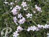 Phlox subulata Candy Stripe