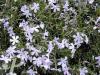 Phlox subulata G.F. Wilson