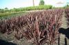 Phorium Atropurpurea Rotondifolia