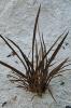 Phorium Tenax Purpureum