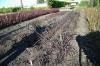 Phormium Tenax Black
