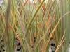 Phormium Tenax Coordination