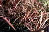 Phormium Tenax Crimson Devil