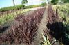 Phormium Tenax Dark Delight