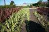 Phormium Tenax Duet