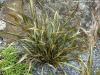 Phormium Tenax Surfer