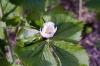 Podophyllum Hexandrum