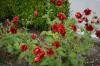 Potentilla Arc En Ciel
