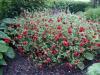 Potentilla Flambeau