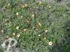 Potentilla Tonquei