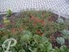 Potentilla fragiformis Gibson Scarlet