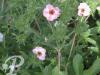 Potentilla hopwoodiana