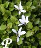 Pratia angulata