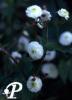 Ranunculus Alba Plena