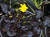 Ranunculus Brazen Hussy