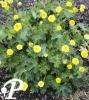 Ranunculus bulbosus Speciosus Plenus