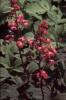 Rodgersia Chocolat Wings