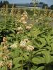 Rodgersia aesculifolia