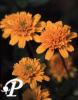 Rudbeckia Asran
