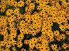 Rudbeckia Fulgida Speciosa