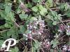 Ruta graveolens