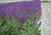 Salvia nemerosa Mainacht
