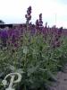 Salvia nemerosa Plumosa